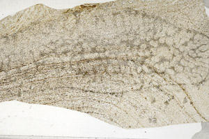 Plane Polarized, S80994