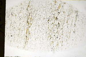 Plane Polarized, S81107