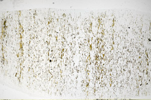 Plane Polarized, S81108