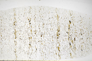 Plane Polarized, S81109