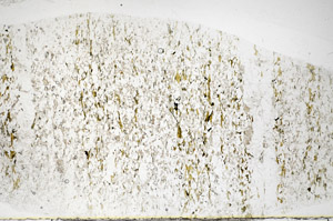 Plane Polarized, S81110