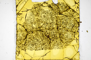 Plane Polarized, S81140