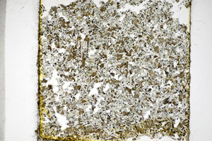 Plane Polarized, S81143