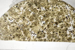 Plane Polarized, S81446