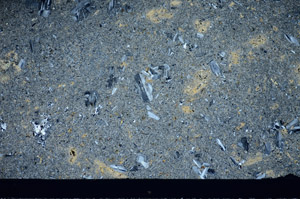 Cross Polarized, S81454