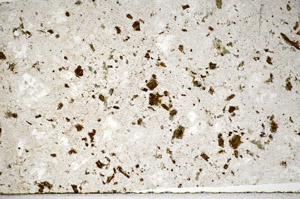 Plane Polarized, S81475