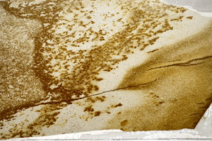 Plane Polarized, S81593