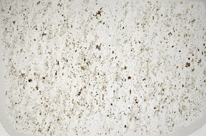 Plane Polarized, S81681