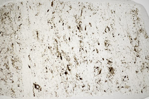 Plane Polarized, S81682