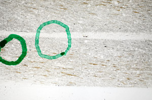 Plane Polarized, S81733