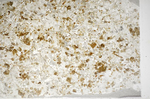 Plane Polarized, S81743