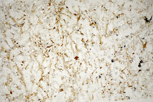 Plane Polarized, S81744