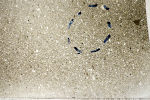 Plane Polarized, S81780