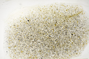 Plane Polarized, S81780/A