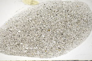 Plane Polarized, S81781/A