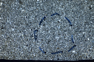 Cross Polarized, S81787/A