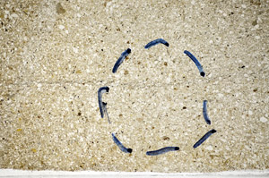 Plane Polarized, S81787/A