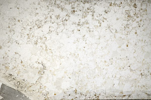 Plane Polarized, S81878