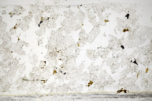 Plane Polarized, S81998