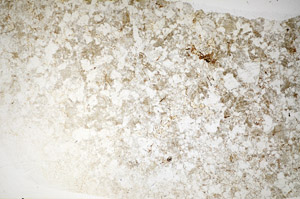 Plane Polarized, S82235