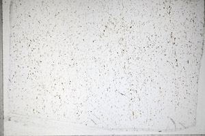 Plane Polarized, S82461