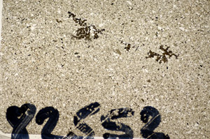 Plane Polarized, S82552