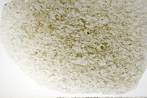 Plane Polarized, S82928