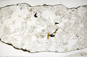 Plane Polarized, S83024