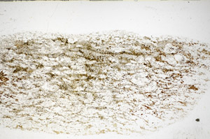 Plane Polarized, S83090