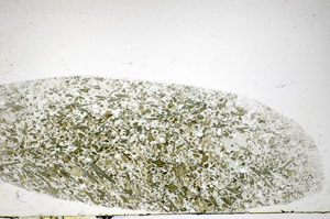 Plane Polarized, S83364