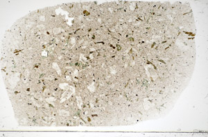 Plane Polarized, S83373