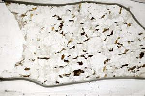 Plane Polarized, S83387