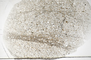 Plane Polarized, S83700