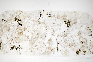 Plane Polarized, S83805