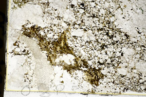 Plane Polarized, S84036