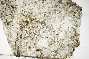 Plane Polarized, S84047