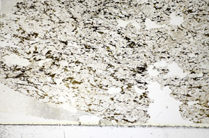 Plane Polarized, S84085