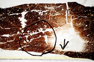 Plane Polarized, S84090