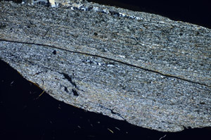 Cross Polarized, S84113