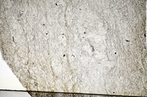 Plane Polarized, S84173