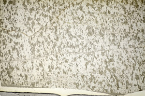 Plane Polarized, S84184