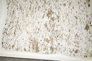 Plane Polarized, S84387