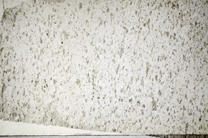 Plane Polarized, S84390