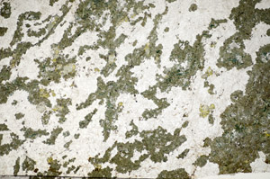 Plane Polarized, S84433