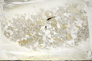 Plane Polarized, S84445/A