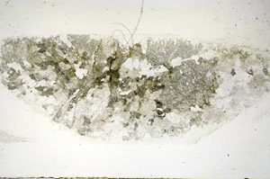 Plane Polarized, S84453