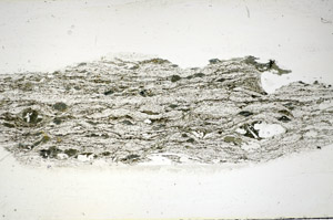 Plane Polarized, S84455