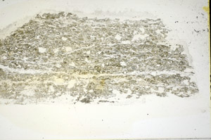 Plane Polarized, S84459