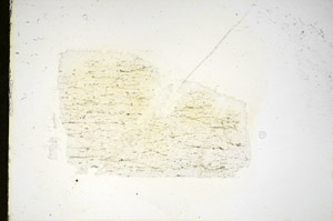 Plane Polarized, S84461