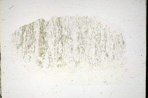 Plane Polarized, S84463